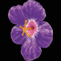 紫色木槿花(66*66CM)(08820)  420.NTD