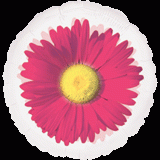 18" 透明球- 粉色雛菊(17268)  240.NTD